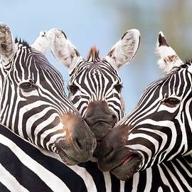 Plains Zebra by Science Photo Library