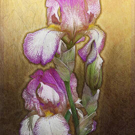 Plate 27 Pink Iris