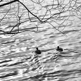 Platinum Lake Ducks by Allan Van Gasbeck