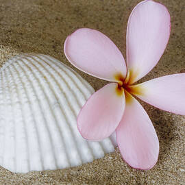 Plumeria Flower And Sea Shell by Susan Candelario