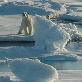 Polar Bear And Cub
