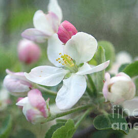 Pomme d Api 01 - s01bt01c by Variance Collections