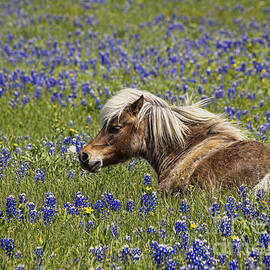 Pony in bluebonnets