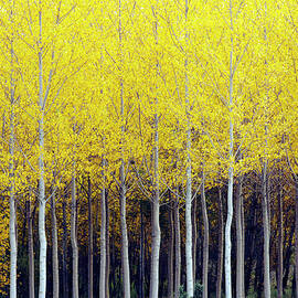 Poplar Trees by Oliver Strewe
