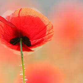 Poppy Dream by Roeselien Raimond