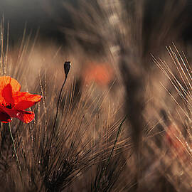 Poppy With Corn by Nicodemo Quaglia