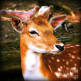 Portrait Male Fallow Deer by Femina Photo Art By Maggie