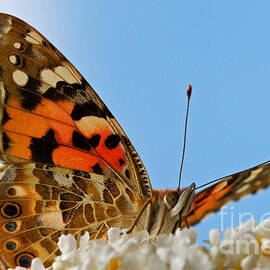 Portrait of a butterfly