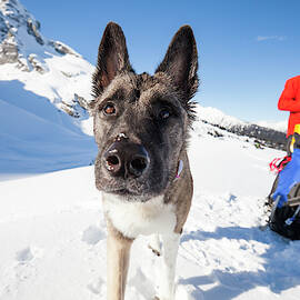Portrait Of A Dog At Camp by Christopher Kimmel
