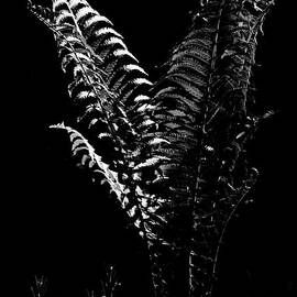 Portrait Of A Fern in Black and White by Carol Senske