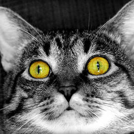 Portrait Of A Tabby - The Eyes Have It