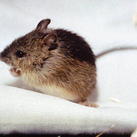 Prebles Meadow Jumping Mouse by USFWS/Science Source