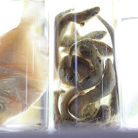 Preserved Fish In Jars On Display by Jose Azel