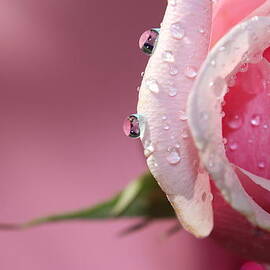 Pretty In Pink by Krissy Katsimbras