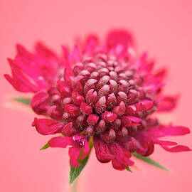 Pretty in Pink by Lisa Knechtel