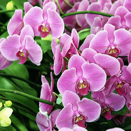 PRETTY IN PINK ORCHIDS Landers CA by William Dey