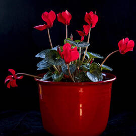 Pretty by Jean Noren