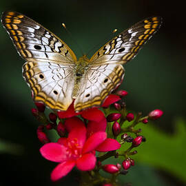Pretty Little Butterfly  by Saija  Lehtonen