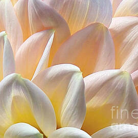 Pretty Pastel Petal Patterns by Kaye Menner