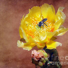 Prickly Pear and Bee