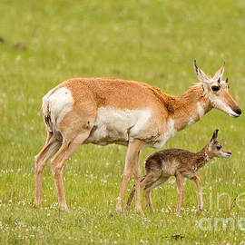 Pronghorn Calf and Mom by Natural Focal Point Photography