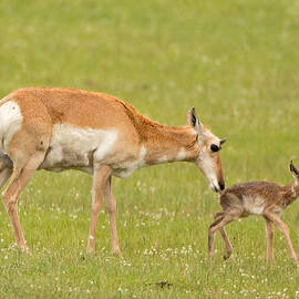 Pronghorn Newborn by Natural Focal Point Photography