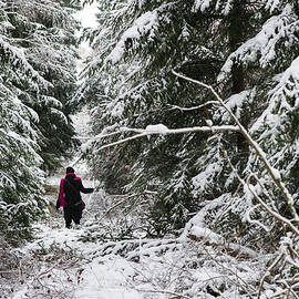 Protective forest in winter with snow covered conifer trees by Matthias Hauser