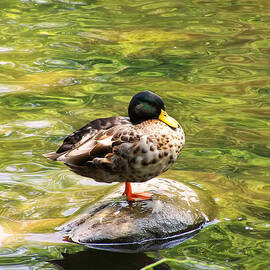 Psychedelic Duck  by Flees Photos