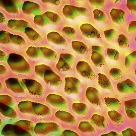 Psychedelic Mushroom Macro by Jean Noren