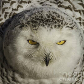 Puffy Owl