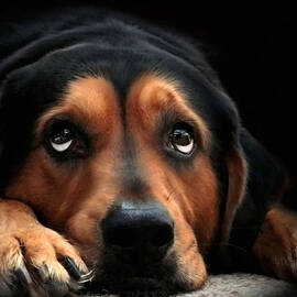 Puppy Dog Eyes by Christina Rollo