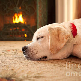 Puppy Sleeping by a Fireplace