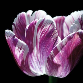 Purple and White Marbled Tulip by Rona Black