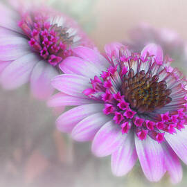 Purple Blooms