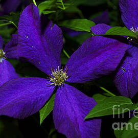 Purple Climbing Clematis -  Luther Fine Art  by Luther Fine Art