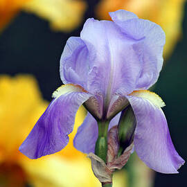 Purple Iris