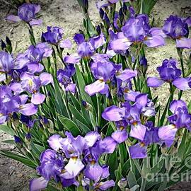 Purple Irises by Alice Terrill