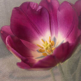 Purple Tulip