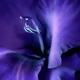 Purple Velvet Gladiolus Flower