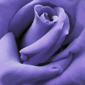 Purple Velvet Rose Flower