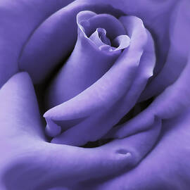 Purple Velvet Rose Flower by Jennie Marie Schell