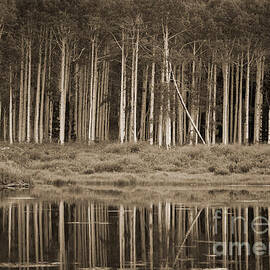 Quaking Aspens Reflected in Willow Lake by David Crane