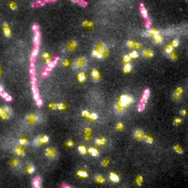 Quantum Dots Bound To E.coli Bacteria by Science Source