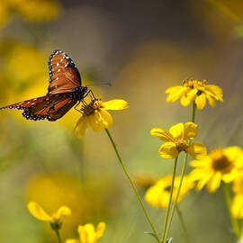 Queen Butterfly On Coreopsis  by Mark Weaver