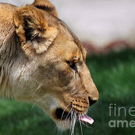 Queen Lion by Karen Adams