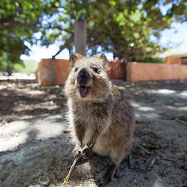 Quokka Setonix Brachyurus On Rottnest by Christopher Kimmel