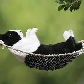 Rabbit In A Hammock by John Daniels