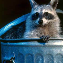 Raccoon in garbage can by Steve Maslowski 
