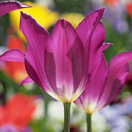 Radiant Purple Tulips by Rona Black