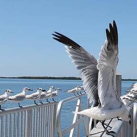 Railing of Seagulls